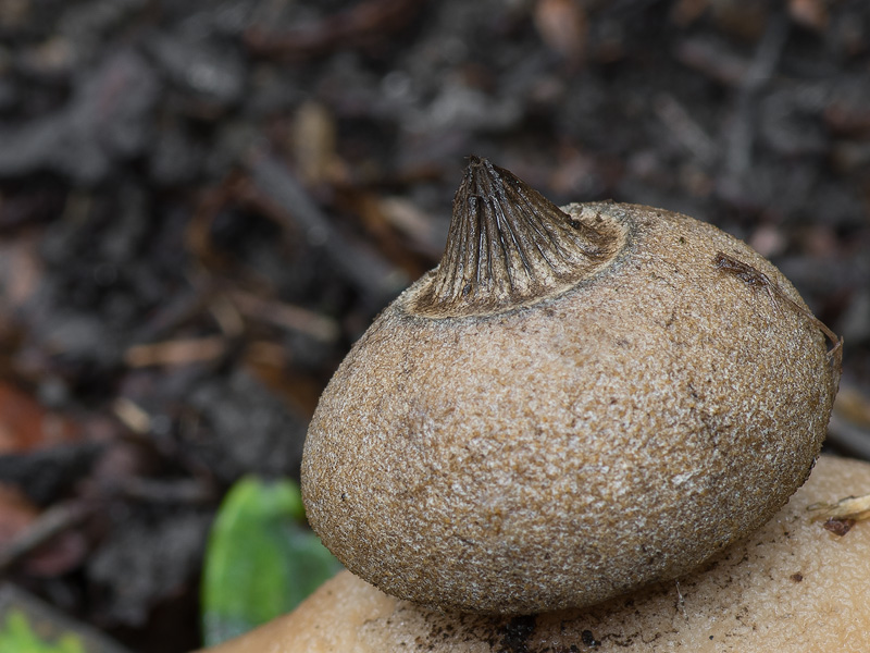 Geastrum berkeleyi